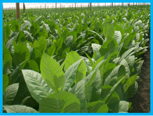 Transformation Of E. Coli Modified Gdha Gene Into Tobacco Improves Productivity And Stress Tolerance