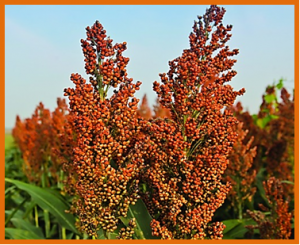 Combining pedigree and genomic information to improve prediction quality: an example in sorghum