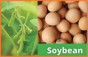 Identification of genomic loci conferring broad-spectrum resistance to multiple nematode species in exotic soybean accession PI 567305
