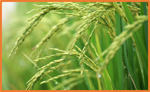 The Rice miR396-GRF-GIF-SWI/SNF Module: A Player in GA Signaling