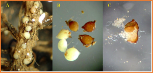 Enhanced resistance to soybean cyst nematode in transgenic soybean via host-induced silencing of vital Heterodera glycines genes