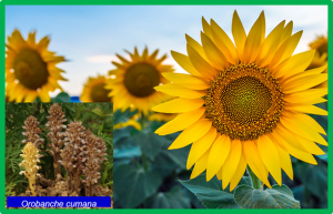 Genetic and physiological characterization of sunflower resistance provided by the wild-derived OrDeb2 gene against highly virulent races of Orobanche cumana Wallr