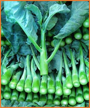 Non-vernalization requirement in Chinese kale caused by loss of BoFLC and low expressions of its paralogs