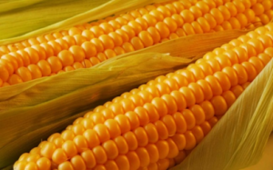 Alpha-Linolenic Acid Mediates Diverse Drought Responses in Maize ( Zea mays L.) at Seedling and Flowering Stages
