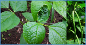 Transgenic cowpea conferring insect resistance and glyphosate tolerance