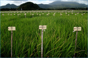 Global identification and integrated analysis of heat-responsive long non-coding RNAs in contrasting rice cultivars