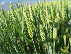 A multi-environment framework to evaluate the adaptation of wheat (Triticum aestivum) to heat stress