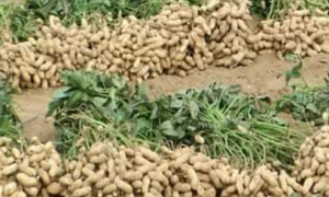 Groundnut Bud Necrosis Virus Modulates the Expression of Innate Immune, Endocytosis, and Cuticle Development-Associated Genes to Circulate and Propagate in Its Vector, Thrips palmi. 