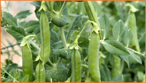 A major-effect genetic locus, ApRVII, controlling resistance against both adapted and non-adapted aphid biotypes in pea