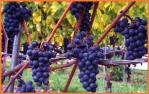 Allele-based modeling to predict phenological stages of grapevine hybrids under future climatic conditions