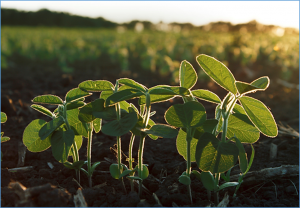 Identification of superior haplotypes in a diverse natural population for breeding desirable plant height in soybean
