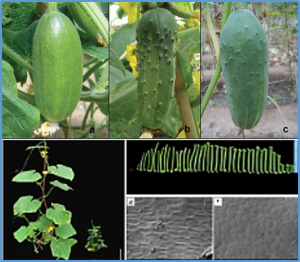The mutation of C-24 reductase, a key enzyme involved in brassinolide biosynthesis, confers a novel compact plant architecture phenotype to cucumber