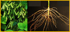Genome-Wide Identification of GmARF9b/ GmARF2a Negatively Regulate Root Growth in Soybean