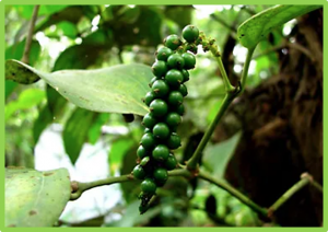 Black pepper and tarragon essential oils suppress the lipolytic potential and the type II secretion system of P. psychrophila KM02
