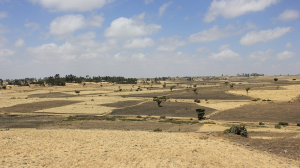 Soils as carbon sinks