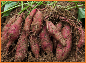 Long-Term Soil Drought Limits Starch Accumulation by Altering Sucrose Transport and Starch Synthesis in Sweet Potato Tuberous Root