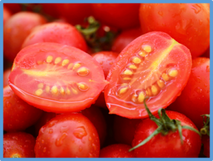Plasticity of maternal environment-dependent expression-QTLs of tomato seeds