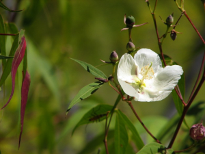Genome-wide association study identifies GhSAL1 affects cold tolerance at the seedling emergence stage in upland cotton (Gossypium hirsutum L.)
