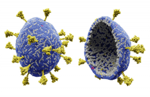 Scientists Uncover New Details of SARS-CoV-2
