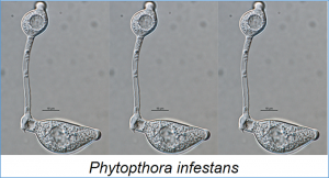 An open-access T-BAS phylogeny for emerging Phytophthora species