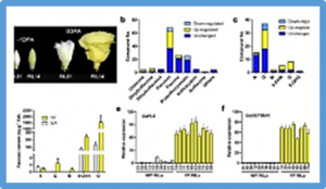 Yellow Petal locus GaYP promotes flavonol biosynthesis and yellow coloration in petals of Asiatic cotton (Gossypium arboreum)