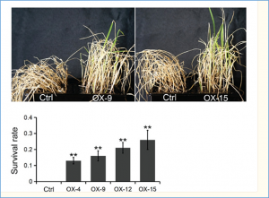 Overexpression of OsGF14C enhances salinity tolerance but reduces blast resistance in rice