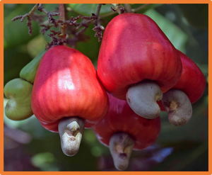 Metabolomic and transcriptomic analyses provide insights into metabolic networks during cashew fruit development and ripening