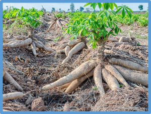 The future of cassava in the era of biotechnology in Southern Africa