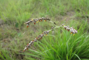 Grasses Transfer Genes from their Neighbors in Same Way GM Crops Are Made