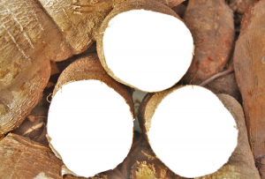 Kenya`s Environment Court Dismisses Case Challenging Importation and Cultivation of GM Crops