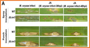 Exogenous Jasmonic Acid Alleviates Blast Resistance Reduction Caused by LOX3 Knockout in Rice