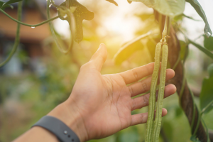 Study Highlights Factors Affecting Public Acceptance of GM Food Crops in Ghana