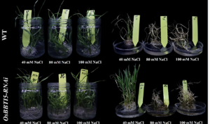RNAi-Mediated Suppression of OsBBTI5 Promotes Salt Stress Tolerance in Rice