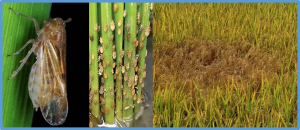 Defense Regulatory Network Associated with circRNA in Rice in Response to Brown Planthopper Infestation
