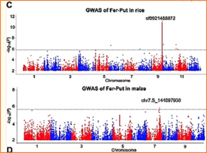 Common and specific genetic basis of metabolite-mediated drought responses in rice
