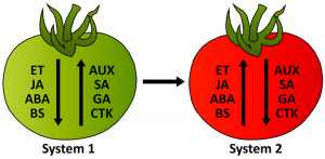 Recent Advances in Studying the Regulation of Fruit Ripening in Tomato Using Genetic Engineering Approaches