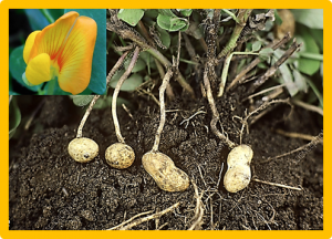 Designing future peanut: the power of genomics-assisted breeding