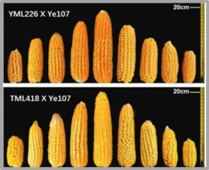 Identification of a novel marker and its associated laccase gene for regulating ear length in tropical and subtropical maize lines