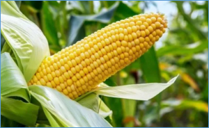 Microbacterium azadirachtae CNUC13 Enhances Salt Tolerance in Maize by Modulating Osmotic and Oxidative Stress 
