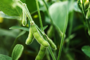 Gene Editing Boosts Soybean Yield and Protein Content