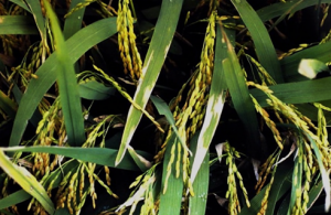 Alternative polyadenylation profiles of susceptible and resistant rice (Oryza sativa L.) in response to bacterial leaf blight using RNA-seq 