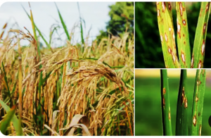 Researchers Reveal Gene That Boost Resistance of Crops Against Blast Disease