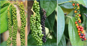 Genetic diversity and population structure of Piper nigrum (black pepper) accessions based on next-generation SNP markers 