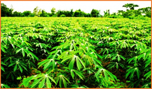 Novel SNP markers and other stress-related genomic regions associated with nitrogen use efficiency in cassava