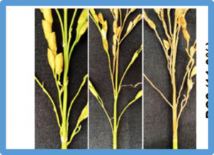 Pangenome-Wide Association Study and Transcriptome Analysis Reveal a Novel QTL and Candidate Genes Controlling both Panicle and Leaf Blast Resistance in Rice