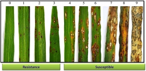 Detection and Evaluation of Blast Resistance Genes in Backbone Indica Rice Varieties from South China