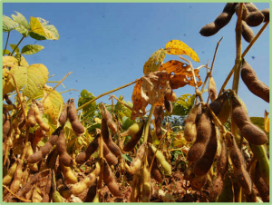 Redesigning soybean with improved oil and meal traits