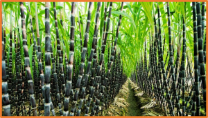 Genome-Wide Analysis of the Auxin/Indoleacetic Acid (Aux/IAA) Gene Family in Autopolyploid Sugarcane (Saccharum spontaneum)