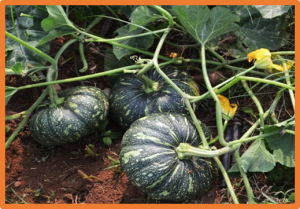 Fine mapping and identification of ERF transcription factor ERF017 as a candidate gene for cold tolerance in pumpkin