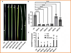 Enhancing resistance to bacterial blight in rice using CRISPR-based base editing technology